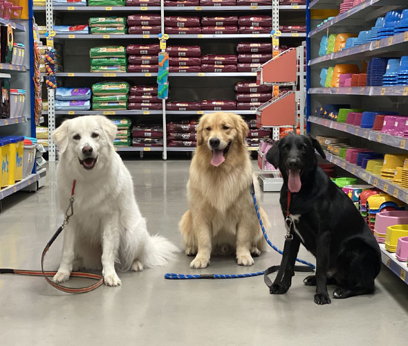 Adestramento para Cães
