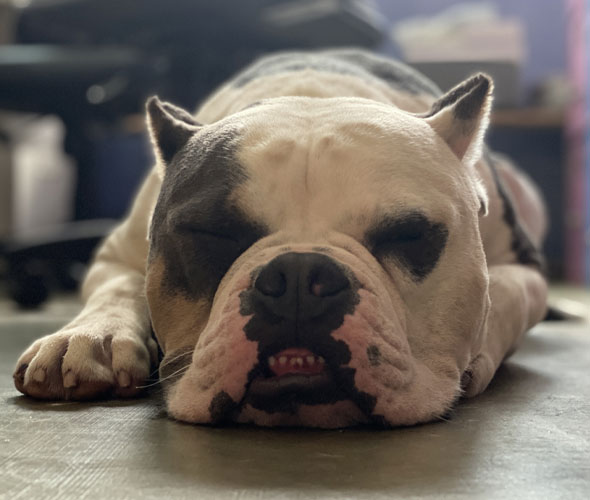 Hotel para Cães